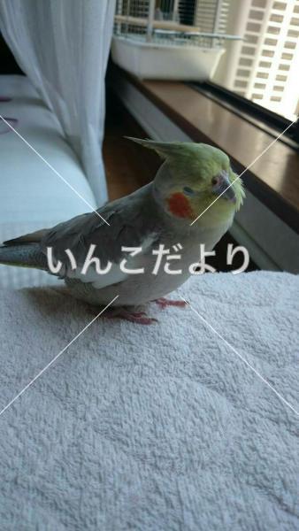 迷い鳥の写真