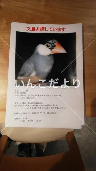 迷い鳥の写真