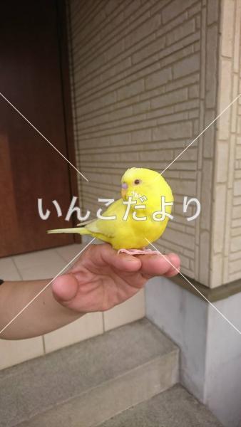 保護鳥の写真