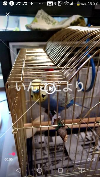 迷い鳥の写真