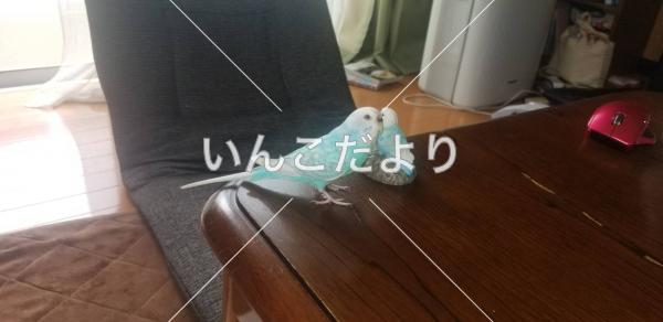 迷い鳥の写真