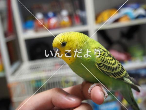 迷い鳥の写真