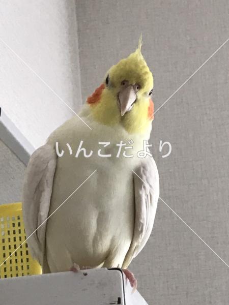 迷い鳥の写真