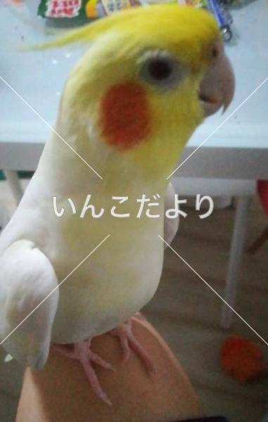 迷い鳥の写真
