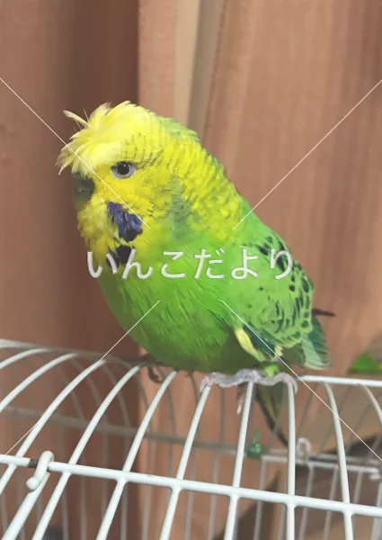 保護鳥の写真