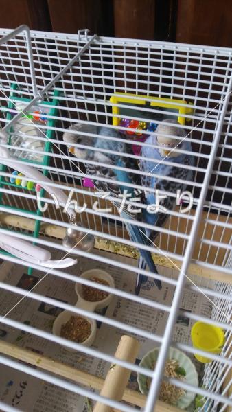 迷い鳥の写真