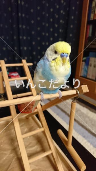 保護鳥の写真