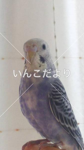 迷い鳥の写真
