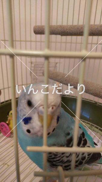 迷い鳥の写真