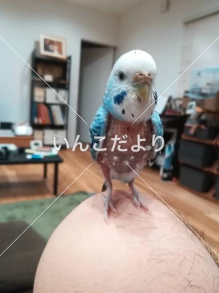 迷い鳥の写真