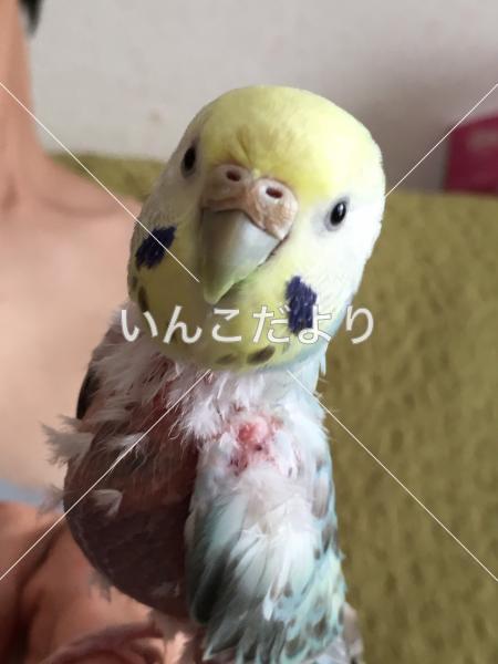 迷い鳥の写真