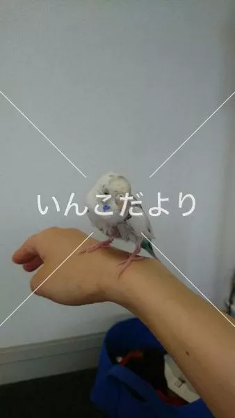 保護鳥の写真