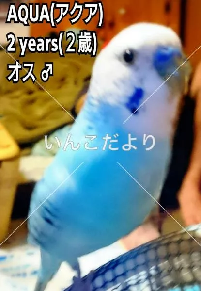 迷い鳥の写真