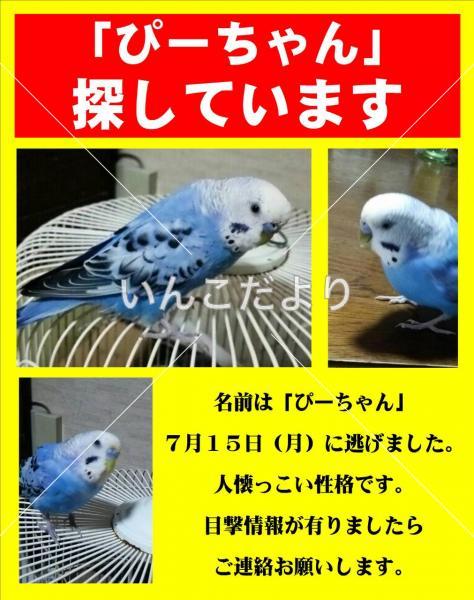 迷い鳥の写真