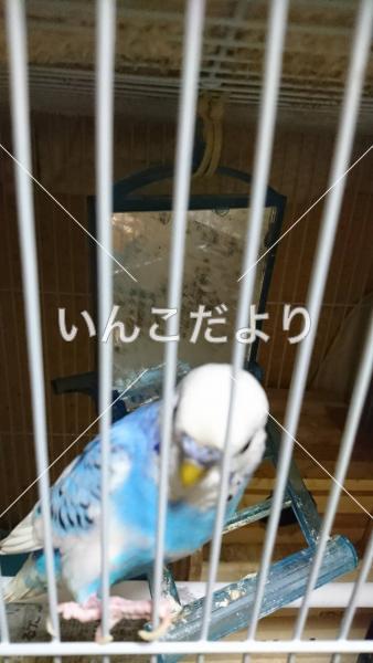 迷い鳥の写真