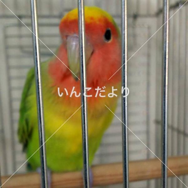 保護鳥の写真