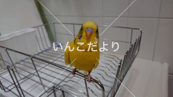 迷い鳥の写真