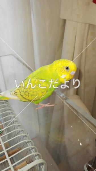 迷い鳥の写真