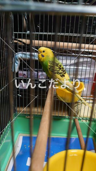 保護鳥の写真