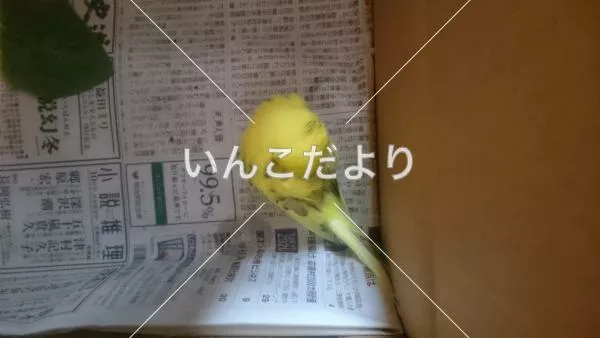 保護鳥の写真