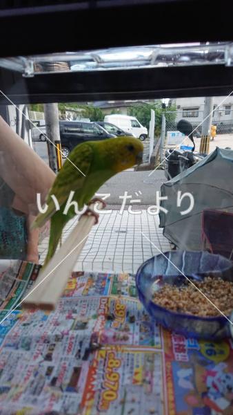 保護鳥の写真