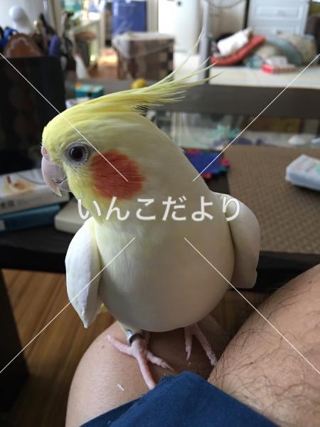 迷い鳥の写真