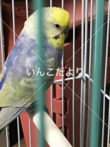 保護鳥の写真