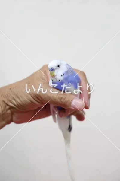保護鳥の写真
