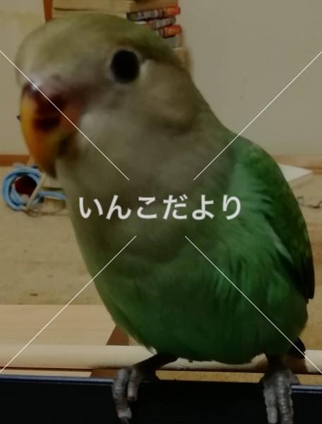 迷い鳥の写真