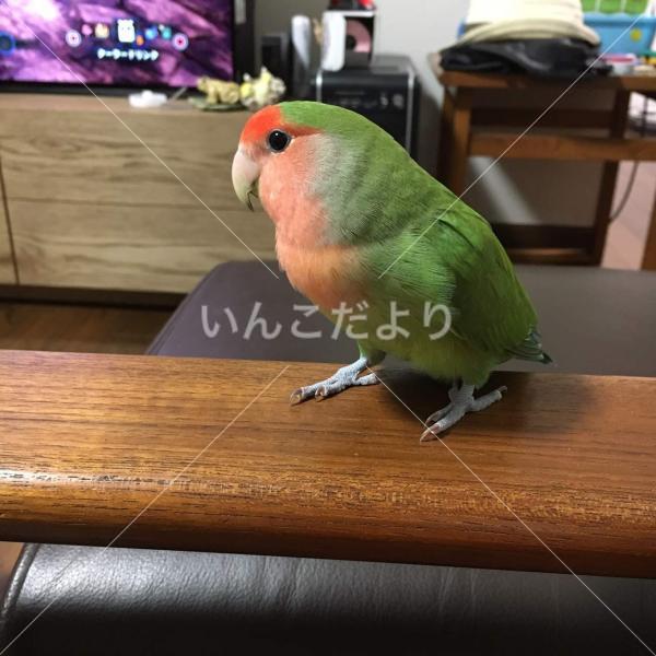 迷い鳥の写真