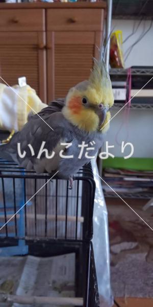 迷い鳥の写真