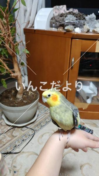 迷い鳥の写真