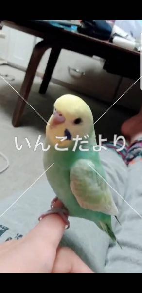 迷い鳥の写真