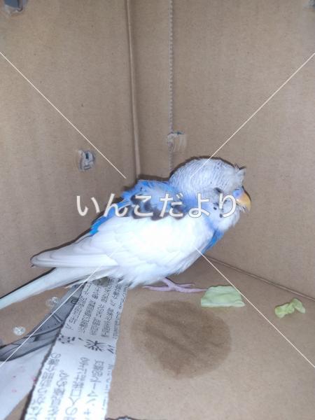 保護鳥の写真