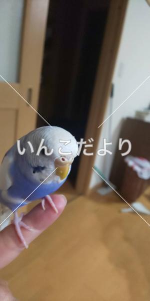 迷い鳥の写真