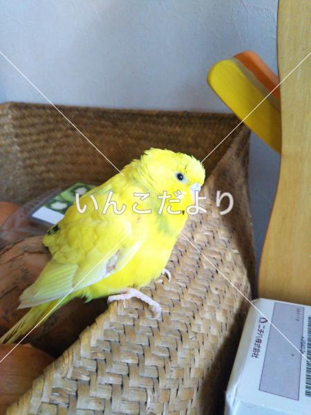 保護鳥の写真