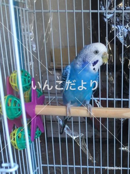 迷い鳥の写真