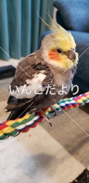 保護鳥の写真