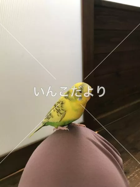 保護鳥の写真