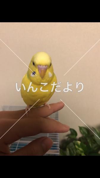 迷い鳥の写真
