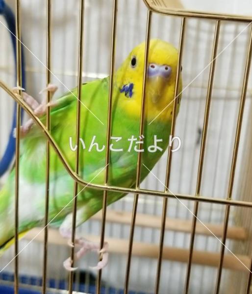 迷い鳥の写真