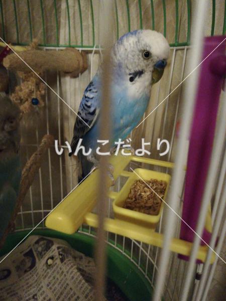保護鳥の写真