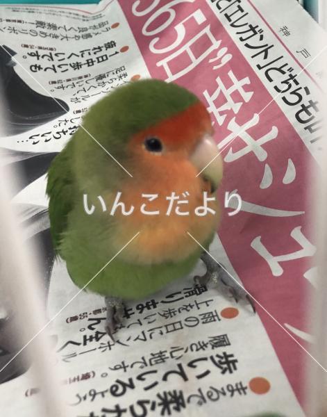 保護鳥の写真