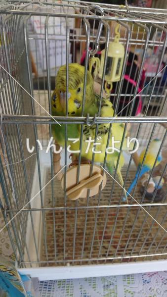 保護鳥の写真