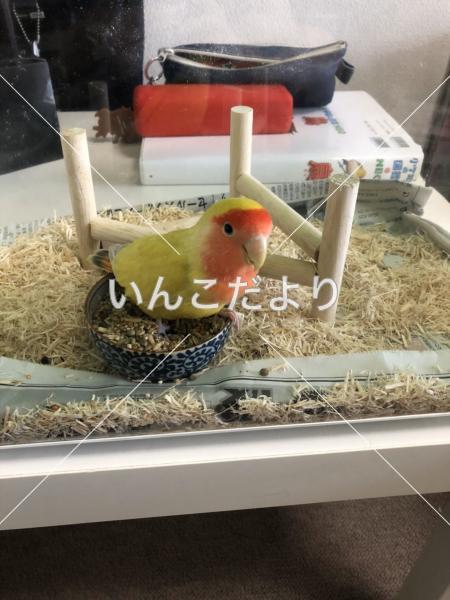 保護鳥の写真