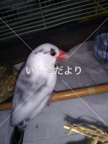 保護鳥の写真
