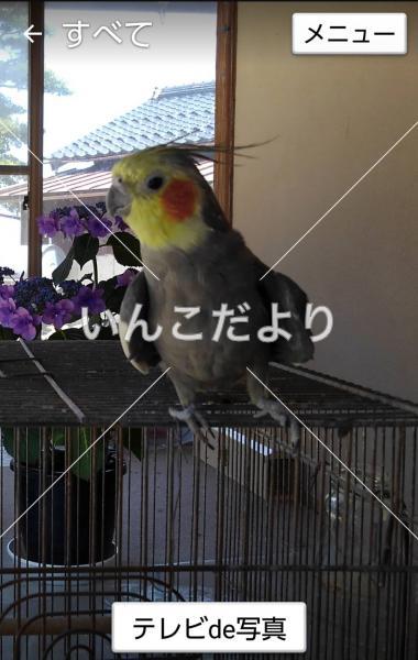 迷い鳥の写真