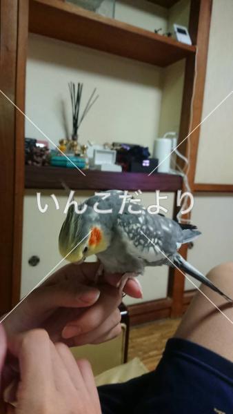 迷い鳥の写真