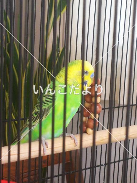 保護鳥の写真