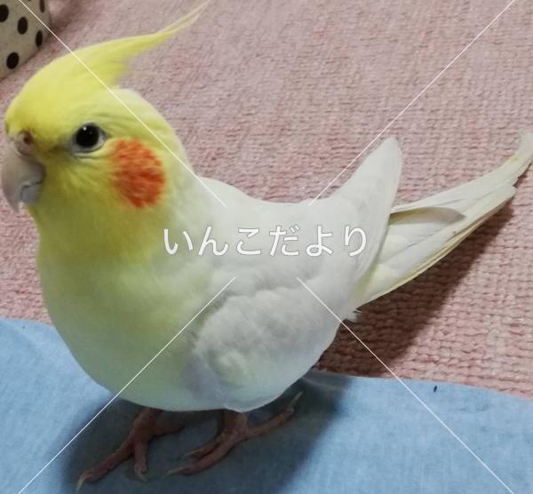 迷い鳥の写真